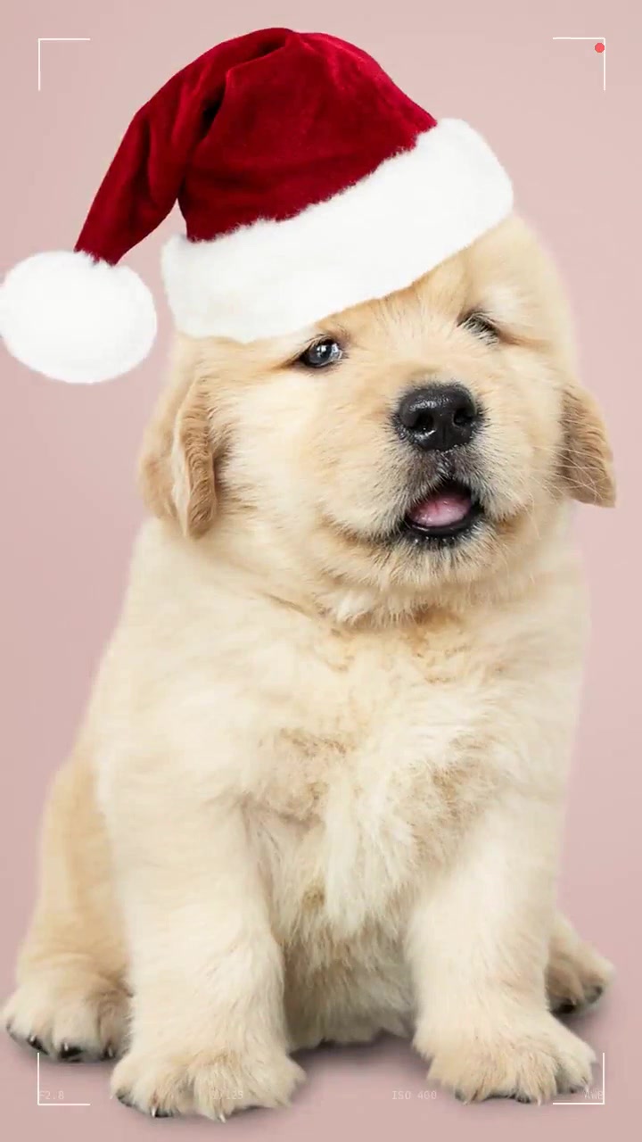 pet start